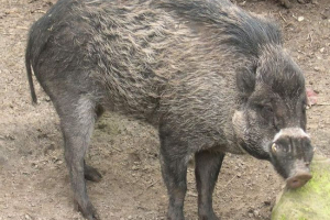 Visai warf свиня - крюшка під захистом закону Visai warf свиня - крюшка під захистом закону